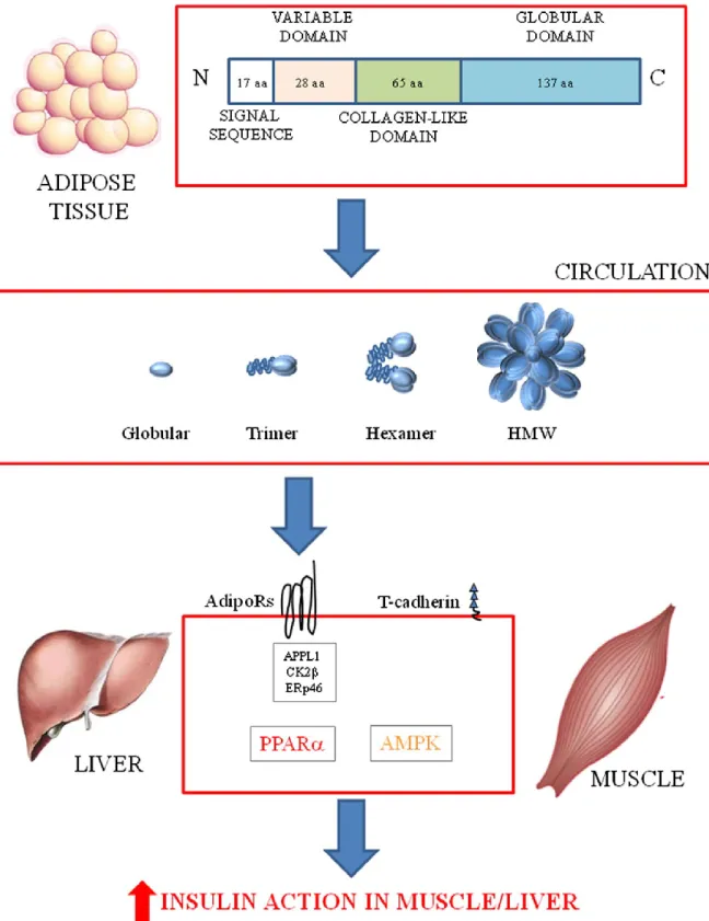 Figure 2-7 : Relation entre l’adiponectine et la sensibilité à l’insuline   Tirée de (Caselli 2014) 