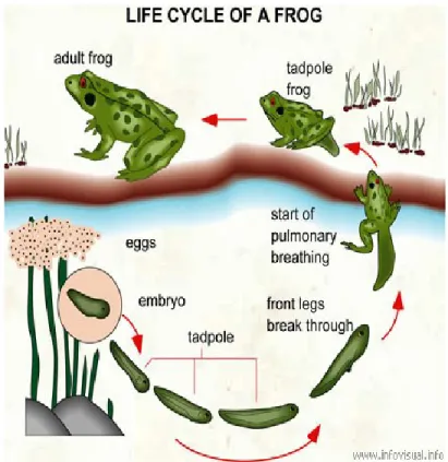 Figure 1.1 : Cycle vital de la grenouille. Tiré de Déry, 2006. 