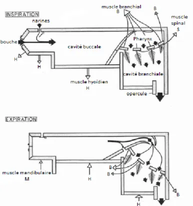 Figure 1.3 Mécanisme de la respiration branchiale chez le têtard. Représentation des  pompes actives ainsi que les cavités mises en jeu