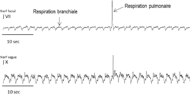 Figure  1.6 :  Signaux  intégrés  d’un  enregistrement  de  tronc  cérébrale  isolée  d’un  têtard  pré-métamorphique  de  Lithobates  catesbeianus  présentant  l’activité  respiratoire des nerfs VII (facial) et X (vague)