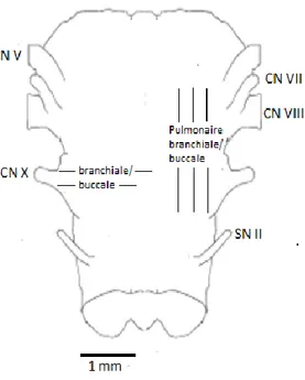 Figure 1.7: Tronc cérébrale  isolé de Lithobates 