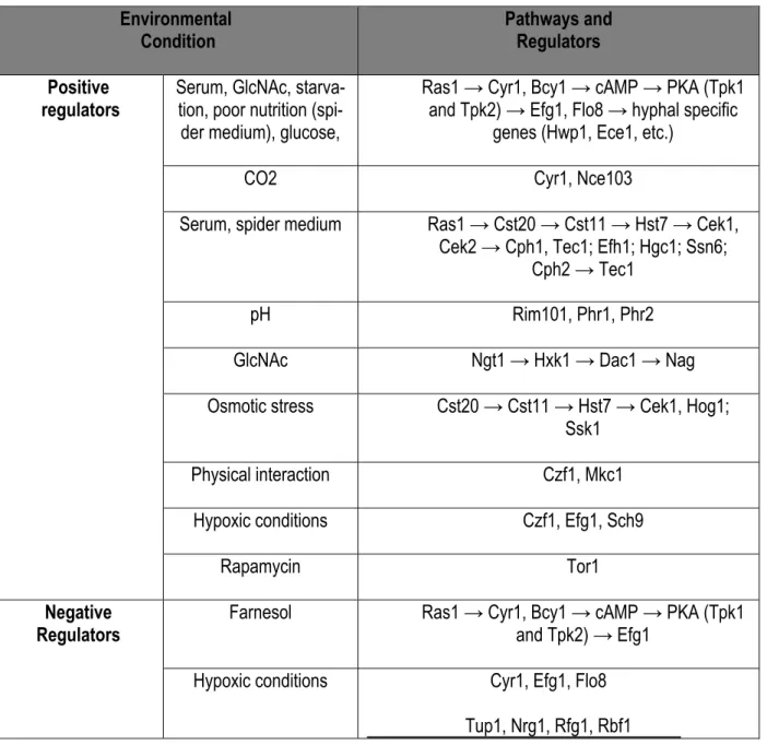 Table 1-1: The environmental condition and pathways involved in filamentous growth regulation in C
