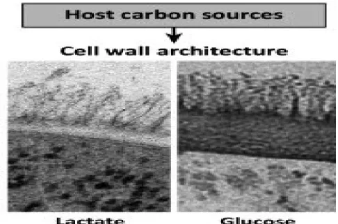 Figure 1-7: Changes in carbon source lead to major changes in cell wall architecture. This figure is adapted  from Brown A and Brown G