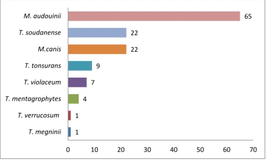 Figure 5 : Répartition des espèces de dermatophytes  causant des infections du cuir  chevelu en 2015 