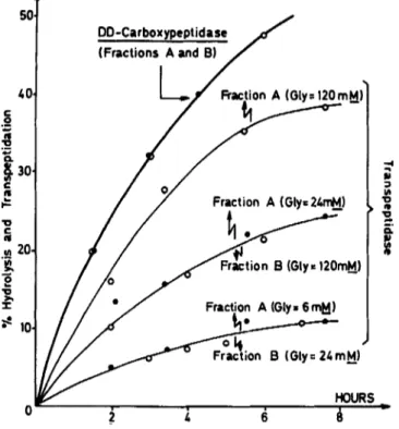 FIGURE  5.  Time  course  of  DD-carboxypeptidase versus  transpeptidase  activities  of  fractions  A  and  B
