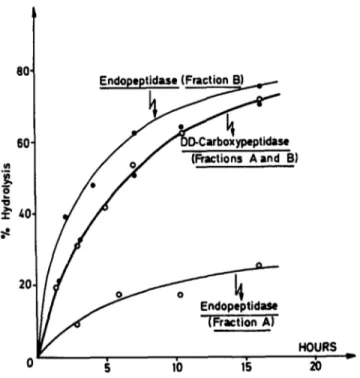 FIGURE  6.  Time  course  of  DD-carboxypeptidase versus  endopeptidase  activities  of  fractions  A  and  B