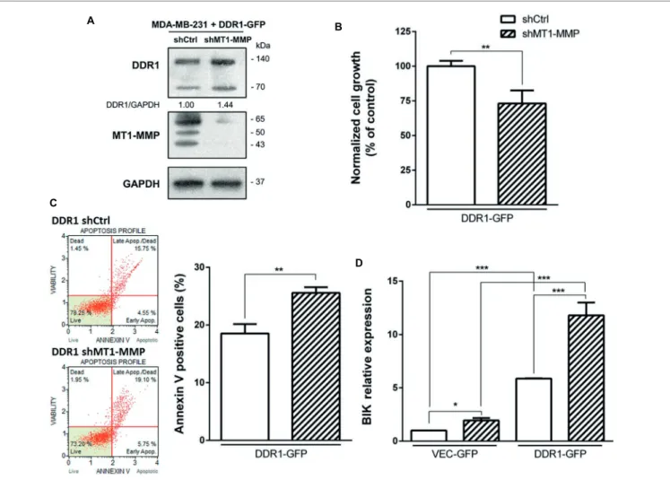 FIGURE 8  |  Effect of MT1-MMP silencing in MDA-MB-231 DDR1-GFP on cell growth and survival in 3D type I collagen matrices