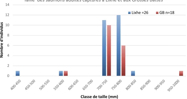 Figure 9 : Histogramme des fréquences de taille (longueur à la fourche, Lf en mm) des saumons interceptés  dans les échelles à poissons de Lixhe sur la Meuse (en bleu) et aux Grosses Battes sur l’Ourthe (en rouge) en   2017