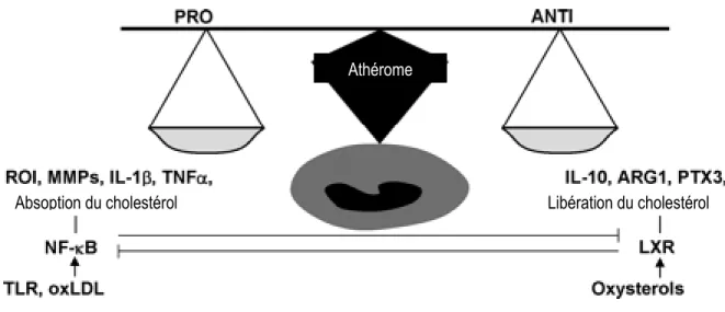 Figure 8. L’équilibre de l’activation et la polarisation des macrophages. Tiré de  Mantovani, Arterioscl Thromb Vasc Biol (2009) 105
