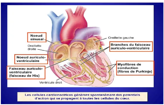 Figure 3: Système de conduction cardiaque