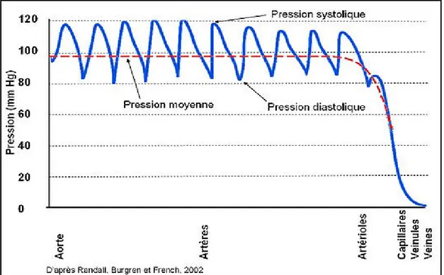 Figure 5: Mesures des différents paramètres de la pression artérielle dans la circulation sanguine  Tiré du site : http://biowiki.mbolduc1.profweb.ca/images/thumb/f/f3/VarPArterielle.jpg/537px-VarPArterielle.jpg 