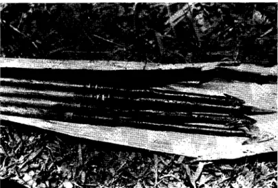 FIG.  4.  -  Partie  empoisonnée  des  flèches  (entre les  crampons et  la  hampe  en  bois)