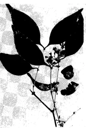 FIG. 1.  -  Rameau  fleuri  de  Strychnos  usambare~isis Gilg  (herbier  no  22). 