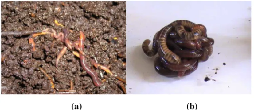 Figure 5: Formation d'agrégat de vers de terre dans le milieu d'élevage (a) et en dehors du sol (b) 