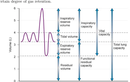 Figure 1.3: Lung volumes and lung capacities. Reproduced from Gildea and McCarthy (2003) [40].