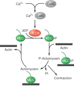Figure 2.1: The terminal molecular stages of the signaling pathways leading to ASM con- con-traction