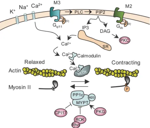 Figure 2.2: Muscarinic receptor signaling pathways that regulate contraction in smooth muscle.