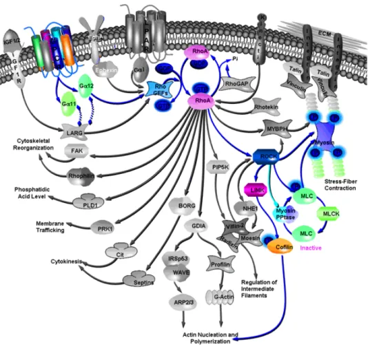 Figure 2.3: Signaling pathways downstream of RhoA/ROCK that regulate smooth muscle contraction