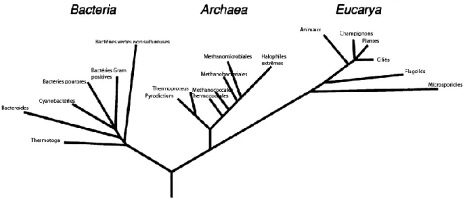 Figure 1.10 – Arbre de la vie de Woese démontrant la séparation en phylums des organismes vivants et la distance  génétique qui les sépare de l’ancêtre commun