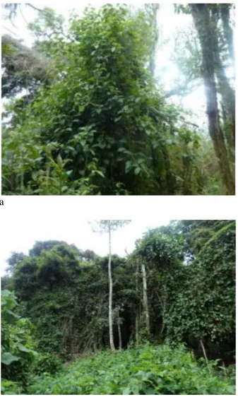 Fig.  7a,b:  Illustration  d’une  destruction  forestière  par  les lianes dans le PNK:  