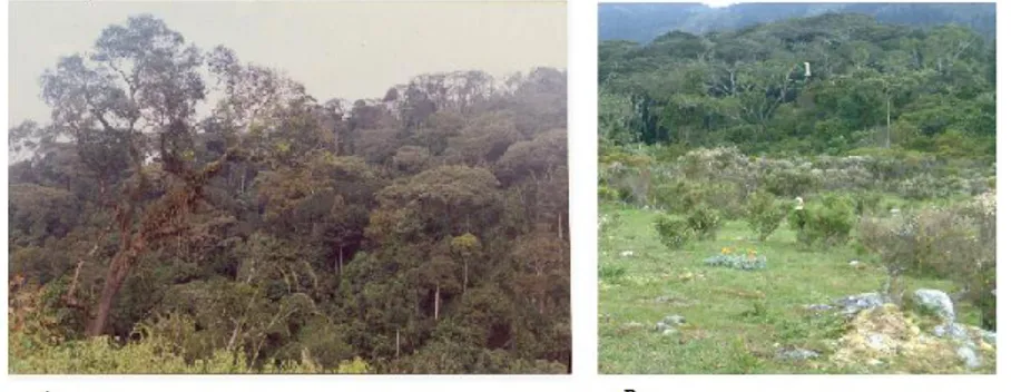 Fig. 2: Végétation des forets de montagne: A: Horizon moyen à 2200 m d’altitude à la Kibira (Bugarama); B: 