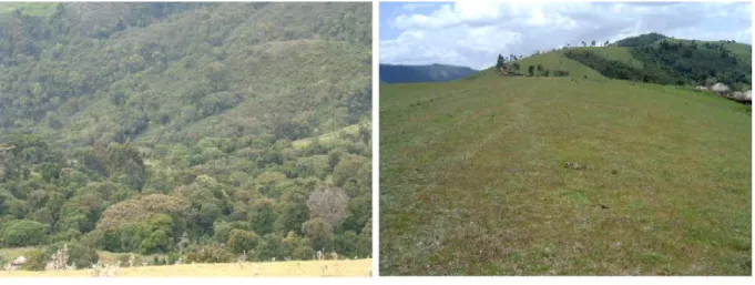 Fig. 5: A : Trouées d’origine anthropique dans la forêt de Montagne de Monge, B: Installation des pelouses rases  par suite du surpâturage à Heha