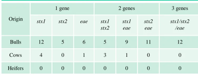 Fig. 1: triplex PCR targeting the stx1, stx2 and/or eae genes