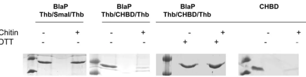 Table II. Kinetic studies of hybrid b-lactamases