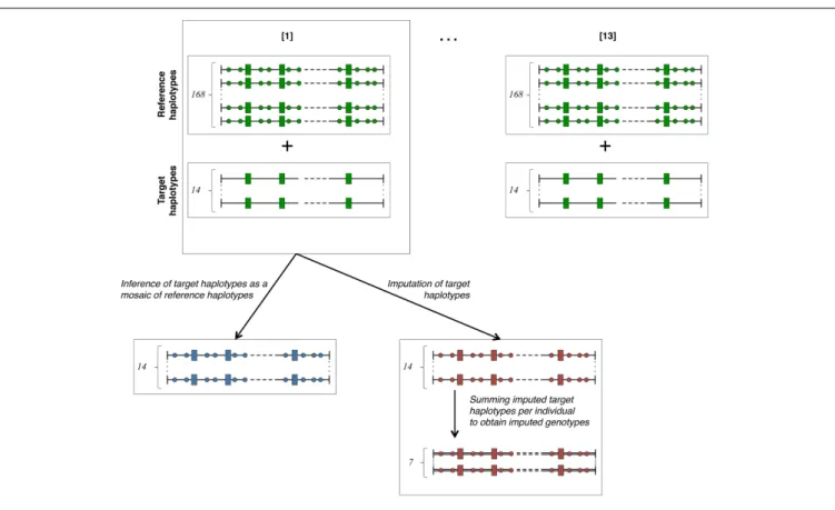 FIGURE 2 | Cross-validation plan. The total number (182) of haplotypes in our study is divided into 13 cross-validation groups containing 168 reference haplotypes known on both LD (rectangles) and HD (circles) maps and 14 target haplotypes only known on th