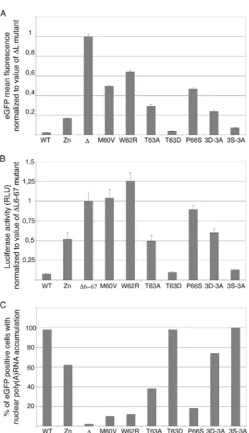 FIG. 3. Effects of transiently expressed mutated L proteins on reporter gene expression and on mRNA export from the nucleus.