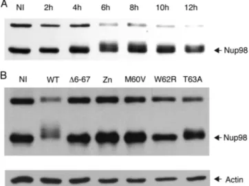 FIG. 7. Persistence of L mutant viruses in vivo. Viral RNA levels detected by real-time RT-PCR in the spinal cords of FVB/N mice infected for 45 days with 10 5 PFU of the DA1 virus derivatives indicated