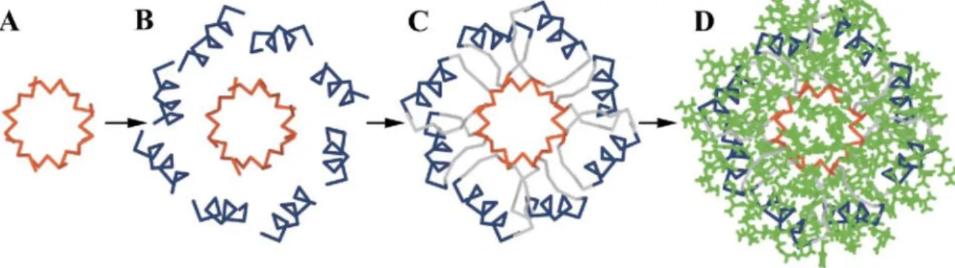 Figure 3. A drawing of the de novo-designed idealized backbone (A, B, C) and side-chain ensemble (D)