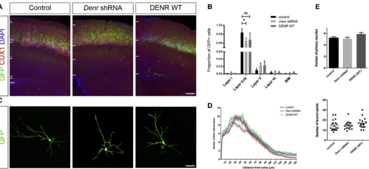Figure 3. The Effects of Knockdown and Overexpression of DENR on the Long-Term Positioning and Dendritic Morphology of Postnatal Cortical Projection Neurons
