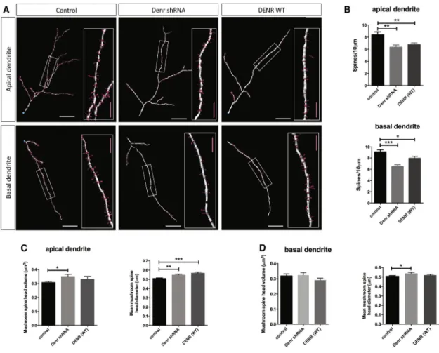 Figure 4. The Effects of DENR Perturbations on the Dendritic Spine Properties of Cortical Projection Neurons
