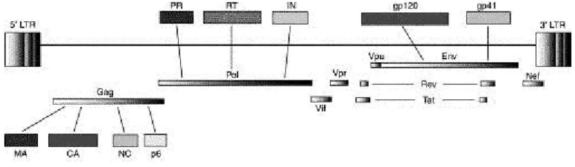 Figure 2: Organization of the HIV-1 genome. The location of the long terminal repeats (LTRs) and the genes encoded  by  HIV-1  are  showed