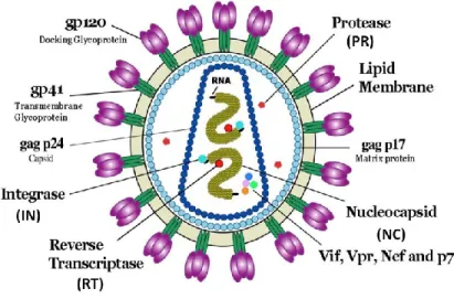 Figure  3:  Schematic  representation  of  HIV-1.  Structural  (p17,  NC,  p24,  gp41,  gp120), regulatory (PR, IN, RT) and accessory (Vif, Vpr, Nef) viral proteins are showed  in this illustration
