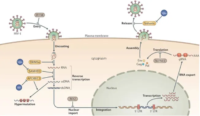 Figure 5: HIV-1 restriction and resistance factors. TRIM5α promotes accelerated fragmentation of viral cores,  preventing cDNA synthesis