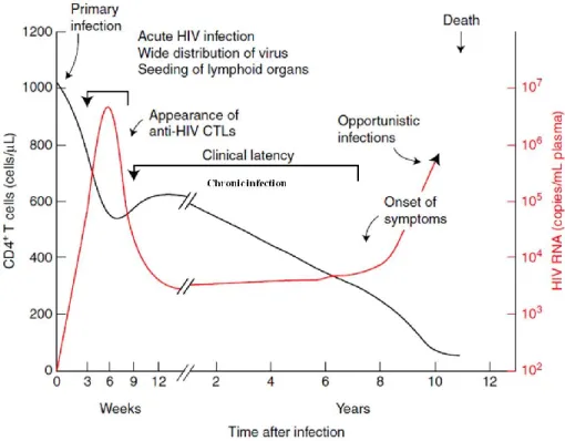 Figure 6: Time course of a typical HIV-1 infection. CD4 +  T cell counts decline and  viremie  vary  from  one  patient  to  another