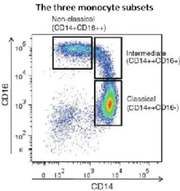 Figure  7:  Flow  cytometry  dot  plot  showing  the  gating  of  three  monocyte  subsets