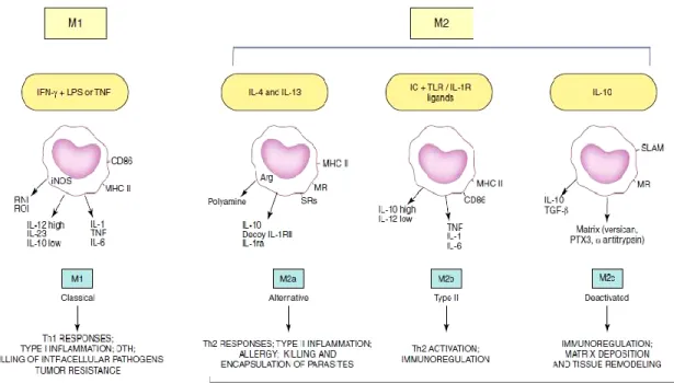 Figure 8: General concepts and properties of polarized macrophages. M1-M2 macrophage model, in which  M1 included IFN-γ + LPS or TNF and M2 was subdivided to accommodate similarities and differences between  IL-4 (M2a), immune complex + TLR ligands (M2b), 