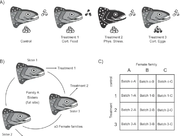 Figure  1.  Experimental  design.  A)  Representation  of  the  control  and  treatment  groups  Salvelinus  fontinalis females were divided into