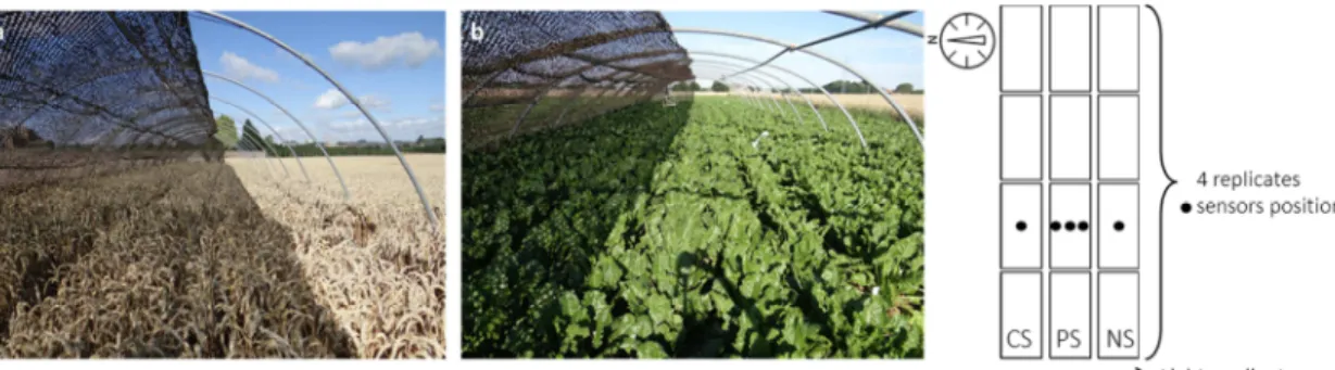 Figure  1:  Artificial  shade  structure  above  winter  wheat  (a)  and  sugar  beet  (b)