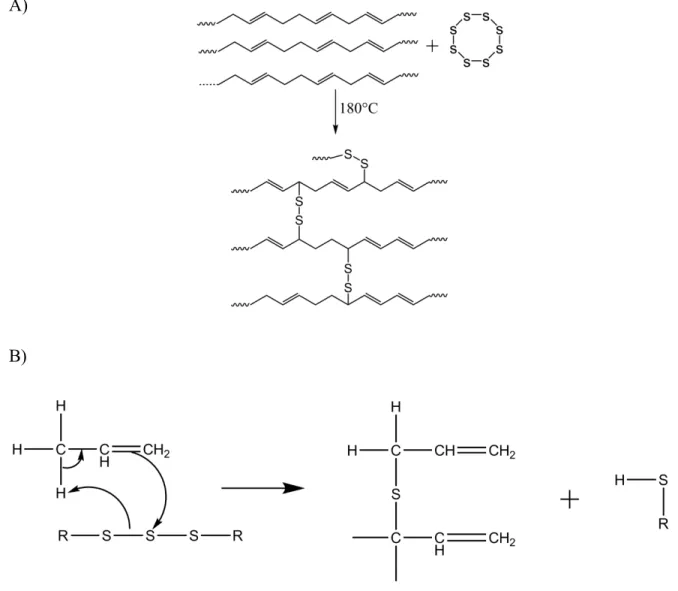 Fig. 1.3 Schematic illustration of cross-links which may be produced by vulcanization   A) by replacement of the C-H bond by a C-S bond  7 ; B) possible mechanism of 