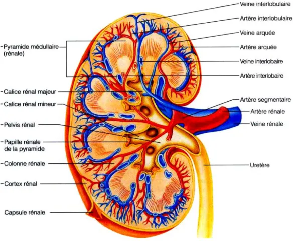 Figure 1: Coupe longitudinale du rein [20] 
