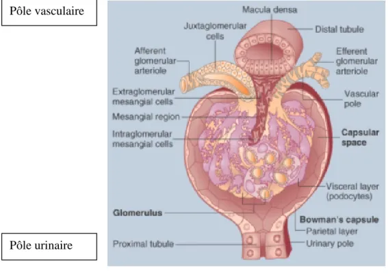 Figure 3: Coupe détaillée d’un glomérule[22] 