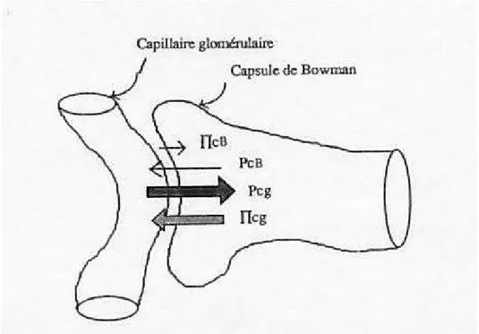 Figure 4: : Déterminants hémodynamiques de la filtration glomérulaire Pcg : pression hydrostatique dans le capillaire ; PcB : pression  hydrostatique dans la capsule de Bowman ;  IIcg : pression  oncotique dans le capillaire ;  IIcB : pression oncotique da