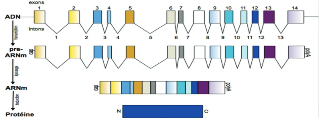 Figure 2. Schéma descriptif du processing du gène de la FAH jusqu’à la synthèse protéique