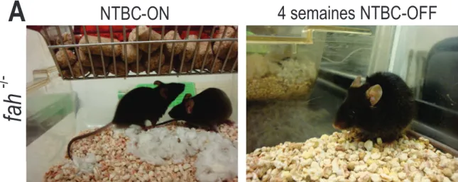 Figure 10. Photos représentatives des complications de la santé des souris fah -/-  suite au retrait du NTBC