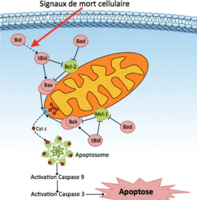 Figure 16. Schéma simplifié illustrant la voie de signalisation mitochondriale de l’apoptose cellulaire