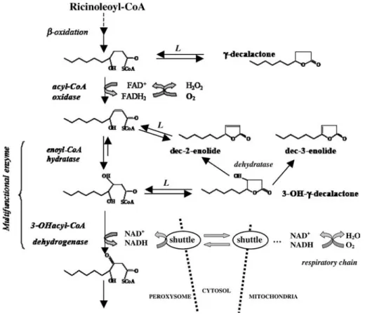 Fig. 1. b-Oxidation cycle from 4-hydroxydecanoate (the direct precursor of c-decalactone) during the degradation of ricinoleoyl- ricinoleoyl-CoA